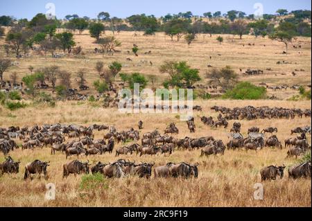 Große Herde Weißbartgnus (Connochaetes mearnsi) und Zebras auf der grossen Migration durch den Serengeti Nationalpark, Tansania, Afrika |riesige Herde o Stockfoto