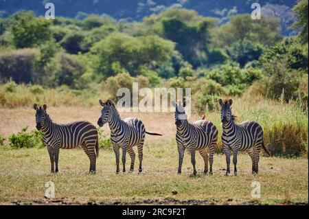 vier Zebras (Equus quagga) im Lake Manyara National Park, Mto wa Mbu, Tansania, Afrika vier Zebras (Equus quagga) im Lake Manyara National Park, Mt Stockfoto