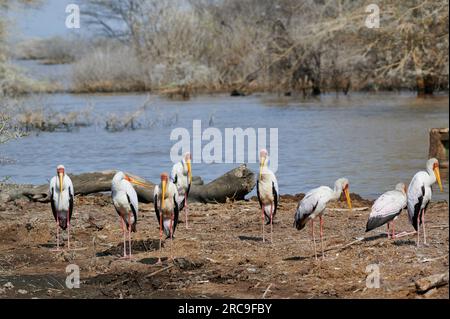 Gruppe von Nimmersatt (Mycteria ibis), Lake Manyara National Park, Mto wa Mbu, Tansania, Afrika-Gruppe von Gelbschnabelstorch (Mycteria ibis), Lake Ma Stockfoto