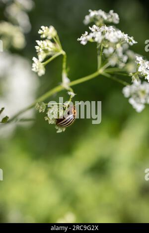 Kartoffelkäfer (Leptinotarsa decemlineata) krabbelt auf weiß blühendem Giersch (Aegopodium podagraria) Stockfoto