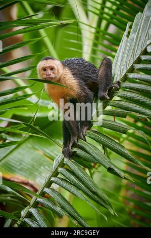 Panama-Kapuzineraffe (Cebus-Imitator), Uvita, Costa Rica, Zentralamerika |Panamaischer Weißgesichter-Kapuziner (Cebus-Imitator), Uvita, Costa Rica, Centra Stockfoto