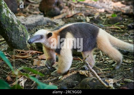 Ameisenbaer bzw Nördlicher Tamandua (Tamandua mexicana), Nationalpark Corcovado, Halbinsel Osa, Costa Rica, Zentralamerika |Ameisenfresser oder Nord-tama Stockfoto