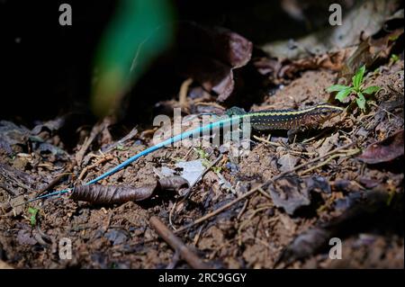 Zentralamerikanische Ameive (Ameiva Festiva) (Holcosus Festivus), Nationalpark Corcovado, Osa-Halbinsel, Costa Rica, Zentralamerika |Mittelamerikanisch Stockfoto