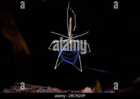 Netzwerfende Spinne La arana cara de ogro, Maquenque Eco Lodge, Costa Rica, Zentralamerika |Net-Casting Spinder Deinopis longipes, La araña cara de OG Stockfoto