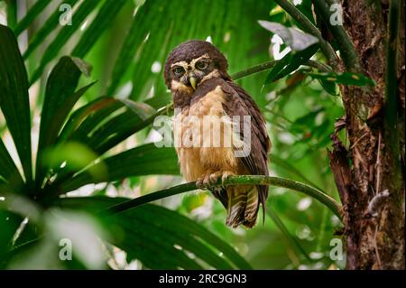 Brillenkauz (Pulsatrix perspicillata saturata), Nationalpark Corcovado, Halbinsel Osa, Costa Rica, Zentralamerika |Brilleneule (Pulsatrix perspici Stockfoto