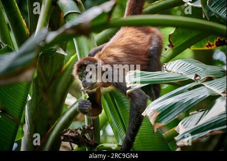 Geoffroy-Klammeraffe (Ateles geoffroyi), Nationalpark Corcovado, Halbinsel Osa, Costa Rica, Zentralamerika |Geoffroys Spinnenaffe (Ateles geoffroy Stockfoto