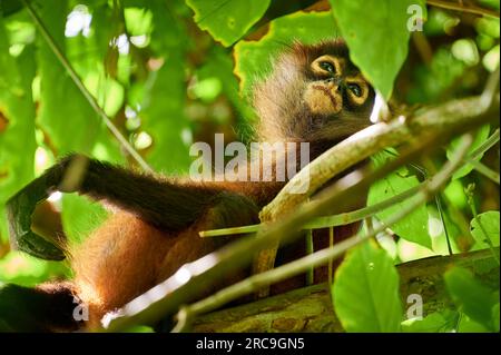 Geoffroy-Klammeraffe (Ateles geoffroyi), Nationalpark Corcovado, Halbinsel Osa, Costa Rica, Zentralamerika |Geoffroys Spinnenaffe (Ateles geoffroy Stockfoto