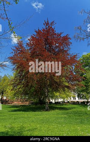 Schum-Stadt, Heylshofpark, Stiftung Kunsthaus Heylshof Stockfoto