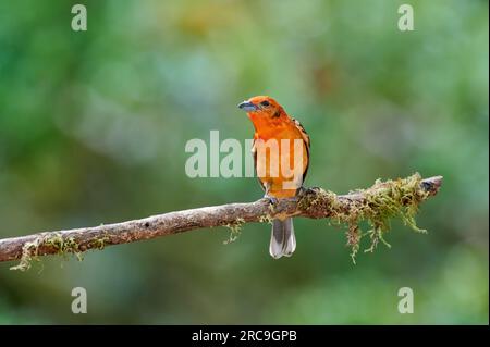 Maennliche Bluttangare (Piranga bidentata) Thront auf einem Ast, San Gerardo de Dota, Costa Rica, Zentralamerika |männlicher flammenfarbener Tanager (Piranga Stockfoto