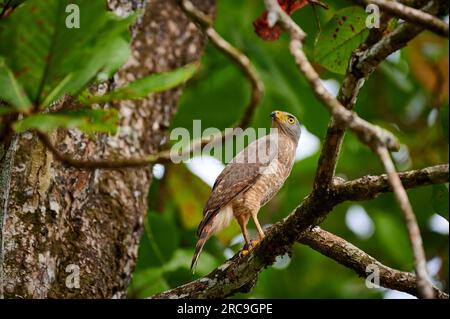 Wegebussard (Rupornis magnirostris), Nationalpark Corcovado, Halbinsel Osa, Costa Rica, Zentralamerika |Straßenfalke (Rupornis magnirostris), Corcov Stockfoto