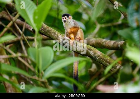 Mittelamerikanische Totenkopfaffe oder Rotrücken-Totenkopfaffe (Saimiri oerstedii), Nationalpark Corcovado, Halbinsel Osa, Costa Rica, Zentralamerika Stockfoto