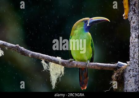 Laucharassari (Aulacorhynchus prasinus), San Gerardo de Dota, Costa Rica, Zentralamerika |Smaragdtukan oder nördlicher Smaragdtukan (Aulacorhynch Stockfoto