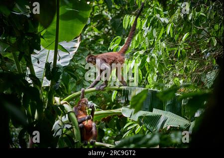 Geoffroy-Klammeraffe (Ateles geoffroyi), Nationalpark Corcovado, Halbinsel Osa, Costa Rica, Zentralamerika |Geoffroys Spinnenaffe (Ateles geoffroy Stockfoto