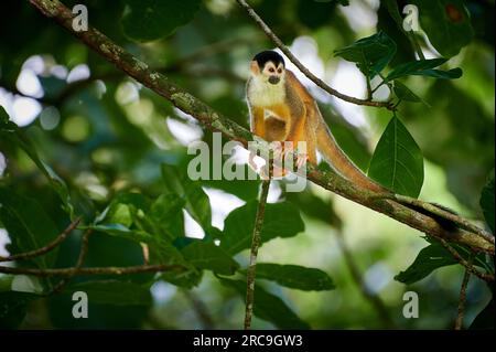 Mittelamerikanische Totenkopfaffe oder Rotrücken-Totenkopfaffe (Saimiri oerstedii), Nationalpark Corcovado, Halbinsel Osa, Costa Rica, Zentralamerika Stockfoto