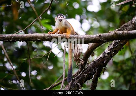 Mittelamerikanische Totenkopfaffe oder Rotrücken-Totenkopfaffe (Saimiri oerstedii), Nationalpark Corcovado, Halbinsel Osa, Costa Rica, Zentralamerika Stockfoto