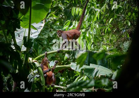 Geoffroy-Klammeraffe (Ateles geoffroyi), Nationalpark Corcovado, Halbinsel Osa, Costa Rica, Zentralamerika |Geoffroys Spinnenaffe (Ateles geoffroy Stockfoto