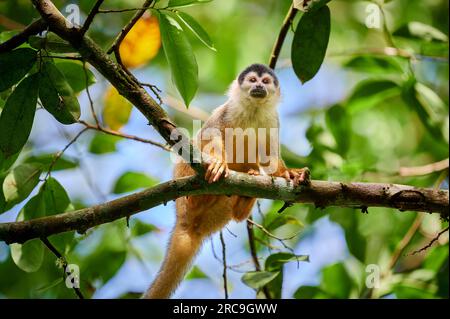 Mittelamerikanische Totenkopfaffe oder Rotrücken-Totenkopfaffe (Saimiri oerstedii), Nationalpark Corcovado, Halbinsel Osa, Costa Rica, Zentralamerika Stockfoto