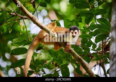 Mittelamerikanische Totenkopfaffe oder Rotrücken-Totenkopfaffe (Saimiri oerstedii), Nationalpark Corcovado, Halbinsel Osa, Costa Rica, Zentralamerika Stockfoto