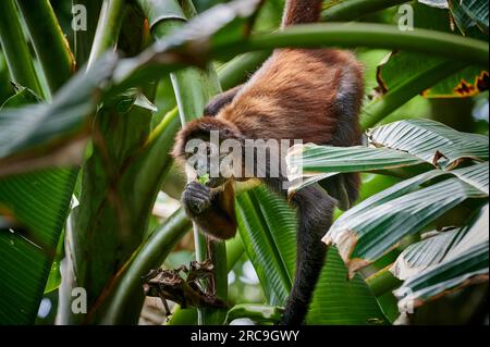 Geoffroy-Klammeraffe (Ateles geoffroyi), Nationalpark Corcovado, Halbinsel Osa, Costa Rica, Zentralamerika |Geoffroys Spinnenaffe (Ateles geoffroy Stockfoto