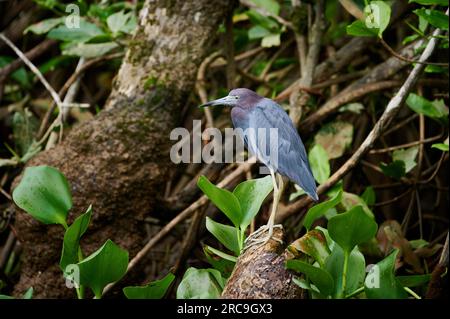 Blaureiher (Egretta caerulea), Sierpe, Nationalpark Corcovado, Halbinsel Osa, Costa Rica, Zentralamerika |kleiner Blaureiher (Egretta caerulea), Sierp Stockfoto