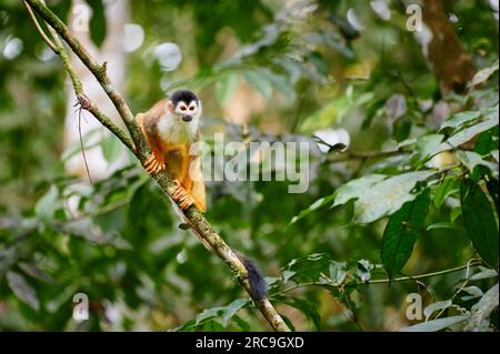 Mittelamerikanische Totenkopfaffe oder Rotrücken-Totenkopfaffe (Saimiri oerstedii), Nationalpark Corcovado, Halbinsel Osa, Costa Rica, Zentralamerika Stockfoto