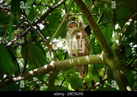 Haubenkauz (Lophostrix cristata), Nationalpark Corcovado, Osa-Halbinsel, Costa Rica, Zentralamerika |Kammeule (Lophostrix cristata), Corcovado Nat Stockfoto