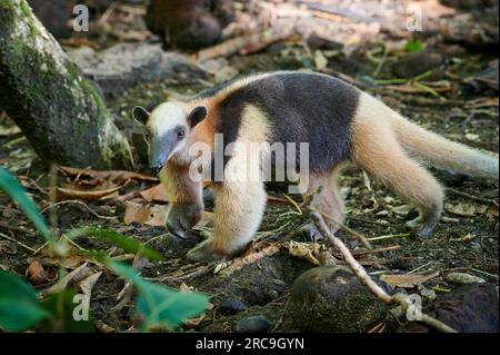 Ameisenbaer bzw Nördlicher Tamandua (Tamandua mexicana), Nationalpark Corcovado, Halbinsel Osa, Costa Rica, Zentralamerika |Ameisenfresser oder Nord-tama Stockfoto