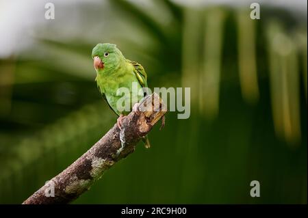 Orange-Kinnsittich (Brotogeris jugularis), Maquenque Eco Lodge, Costa Rica, Zentralamerika |orangefarbener Sittich (Brotogeris jugularis), Maquenque Stockfoto