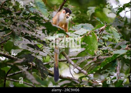 Mittelamerikanische Totenkopfaffe oder Rotrücken-Totenkopfaffe (Saimiri oerstedii), Nationalpark Corcovado, Halbinsel Osa, Costa Rica, Zentralamerika Stockfoto