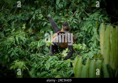 Fressender Mantelbrüllaffe (Alouatta palliata) mit Baby auf dem Rücken, Sierpe, Nationalpark Corcovado, Halbinsel Osa, Costa Rica, Zentralamerika |Ma Stockfoto