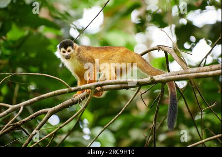 Mittelamerikanische Totenkopfaffe oder Rotrücken-Totenkopfaffe (Saimiri oerstedii), Nationalpark Corcovado, Halbinsel Osa, Costa Rica, Zentralamerika Stockfoto