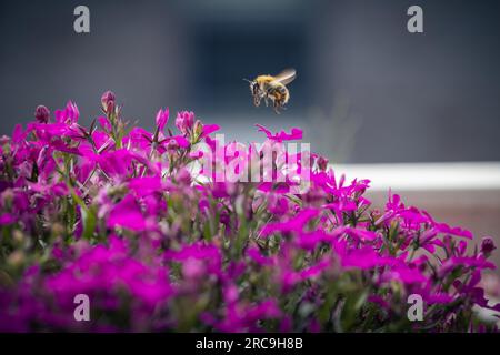 Ackerhummel (Bombus pascuorum) im Anflug auf rosa blühende Lobelien auf (m)einem Balkon Stockfoto