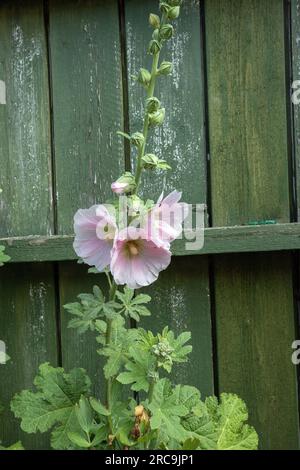 Brüste in voller Blüte gegen alten Gartenschuppen Stockfoto