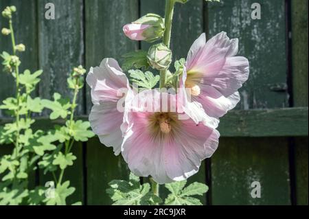 Brüste in voller Blüte gegen alten Gartenschuppen Stockfoto