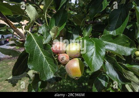 Grüner Apfel auf einem Baum im Garten, juli Stockfoto