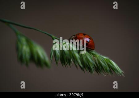 Ein Marienkäfer auf dem Obstgras (Dactylis glomerata). Im Hintergrund versteckt sich eine Blattläuse (Aphidoidea) vor dem Marienkäfer. Selektiver Fokus. Stockfoto