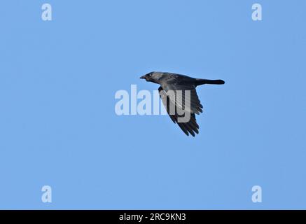 WESTERN Jackdaw (Corvus monedula), Erwachsener auf Flug Norfolk, Großbritannien. Mai Stockfoto
