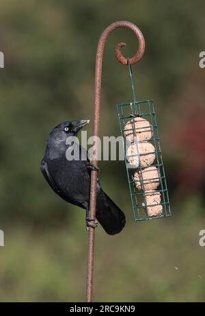 Westliche Jackdaw (Corvus monedula), Erwachsenenfütterung bei der Fütterungsstation Eccles-on-Sea, Norfolk, Großbritannien. Oktober Stockfoto