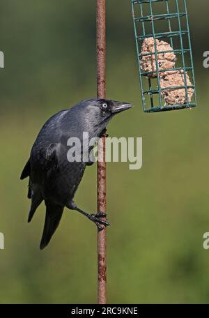 Westliche Jackdaw (Corvus monedula), Erwachsenenfütterung bei der Fütterungsstation Eccles-on-Sea, Norfolk, Großbritannien. September Stockfoto