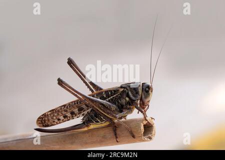 Nahaufnahme Brown Cricket. Braune Grille Stockfoto