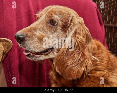 Klassisches Hundeentspannungs-Porträt eines englischen Cocker Spaniel auf einem alten Sessel Stockfoto