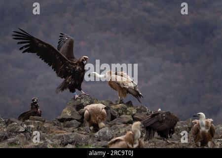 Der schwarze Geier kämpft gegen die Greifgeier. Zigeuner Fulvus und aegypius monachus sind zusammen in den Rhodope Bergen. Europäischer Charakter. Stockfoto