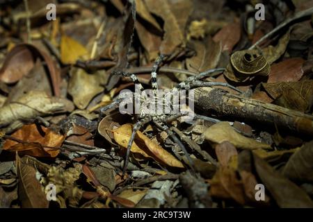 Wolfsspinnen jagen nachts auf dem Waldboden. Natur im Kirindy Forest. Stockfoto