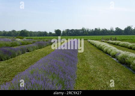 Reihen mit verschiedenen Lavendel, weiß-rosa und lila Stockfoto