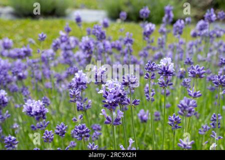 Eine Wiese mit Lavendel in teilweiser Blüte Stockfoto