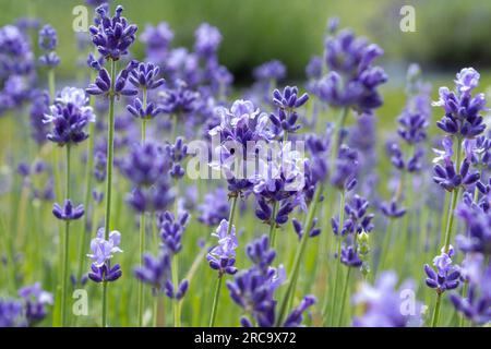 Ein Lavendel-Tanzfeld an einem verschwommenen Tag Stockfoto