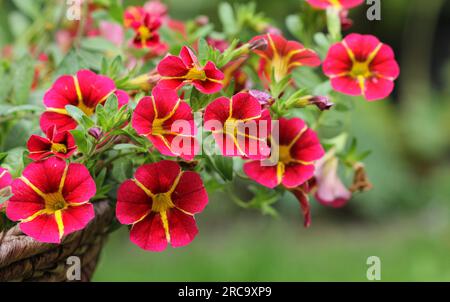 Die roten und gelben Blumen von Calibrachoa, Millionen Glocken Stockfoto