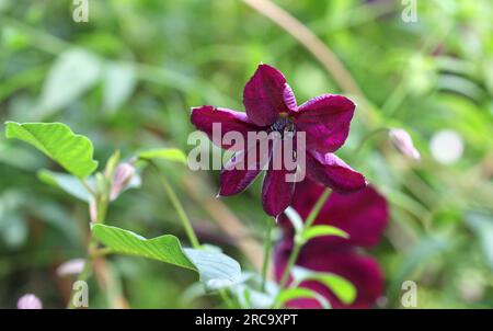 Die tiefroten Blumen von Clematis „Royal Velours“ Stockfoto