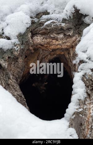 Das Loch im alten Baum, der Winterwald. Vogelnest, Eichhörnchen-Unterbringung. Dient als Nest für Vögel und als Unterschlupf für Tiere. Selektiver Fokus, flach d Stockfoto