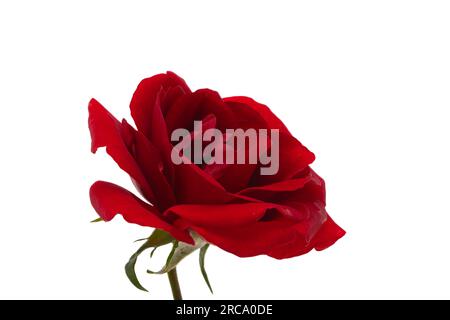 dunkle rote rose isoliert auf weißem Hintergrund Stockfoto